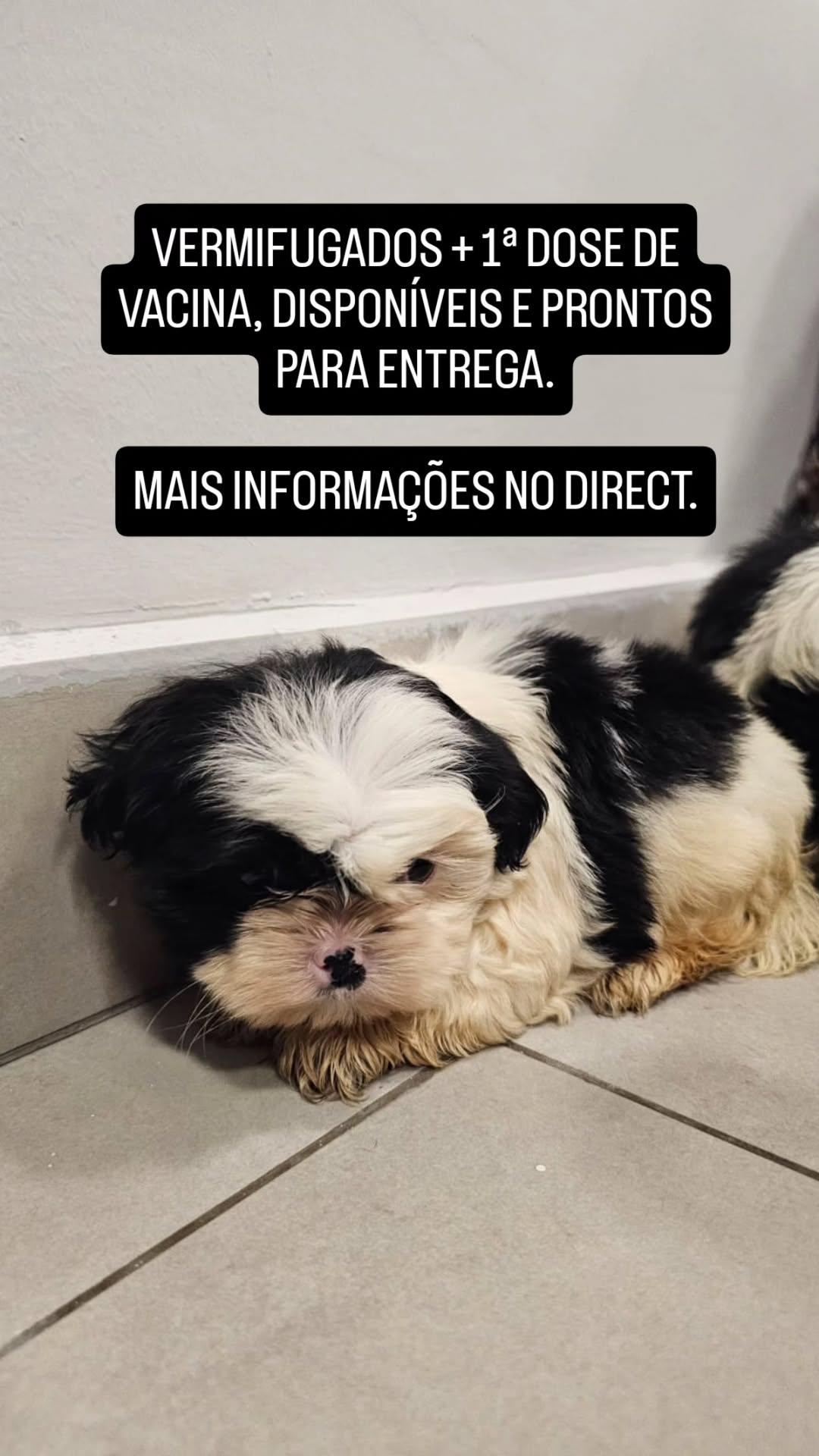 Portal Vendocão FILHOTES FEMEAS SHIH TZU Itajaí 
