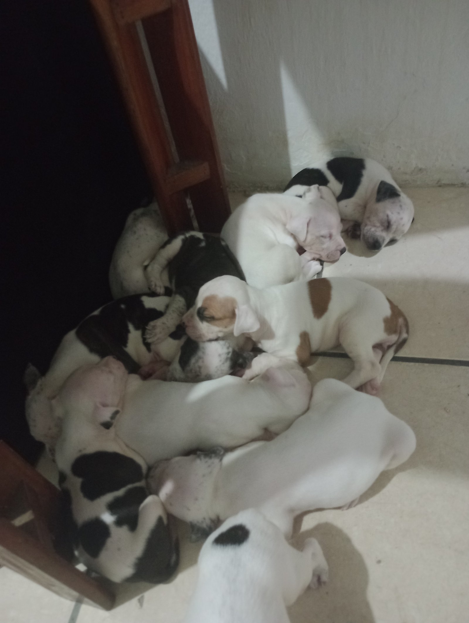 Filhotes de Pit Bull  - Foto 1