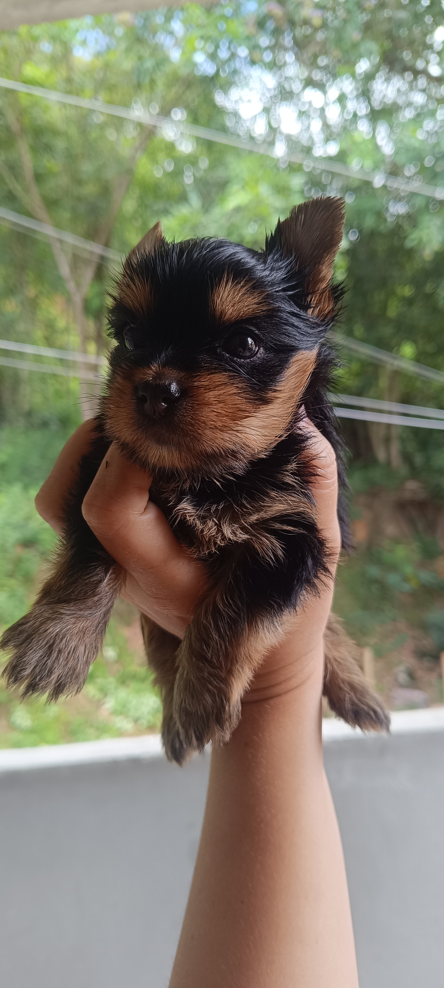 Portal Vendocão Filhote de Yorkshire Terrier (Fêmea)) Ilhéus 