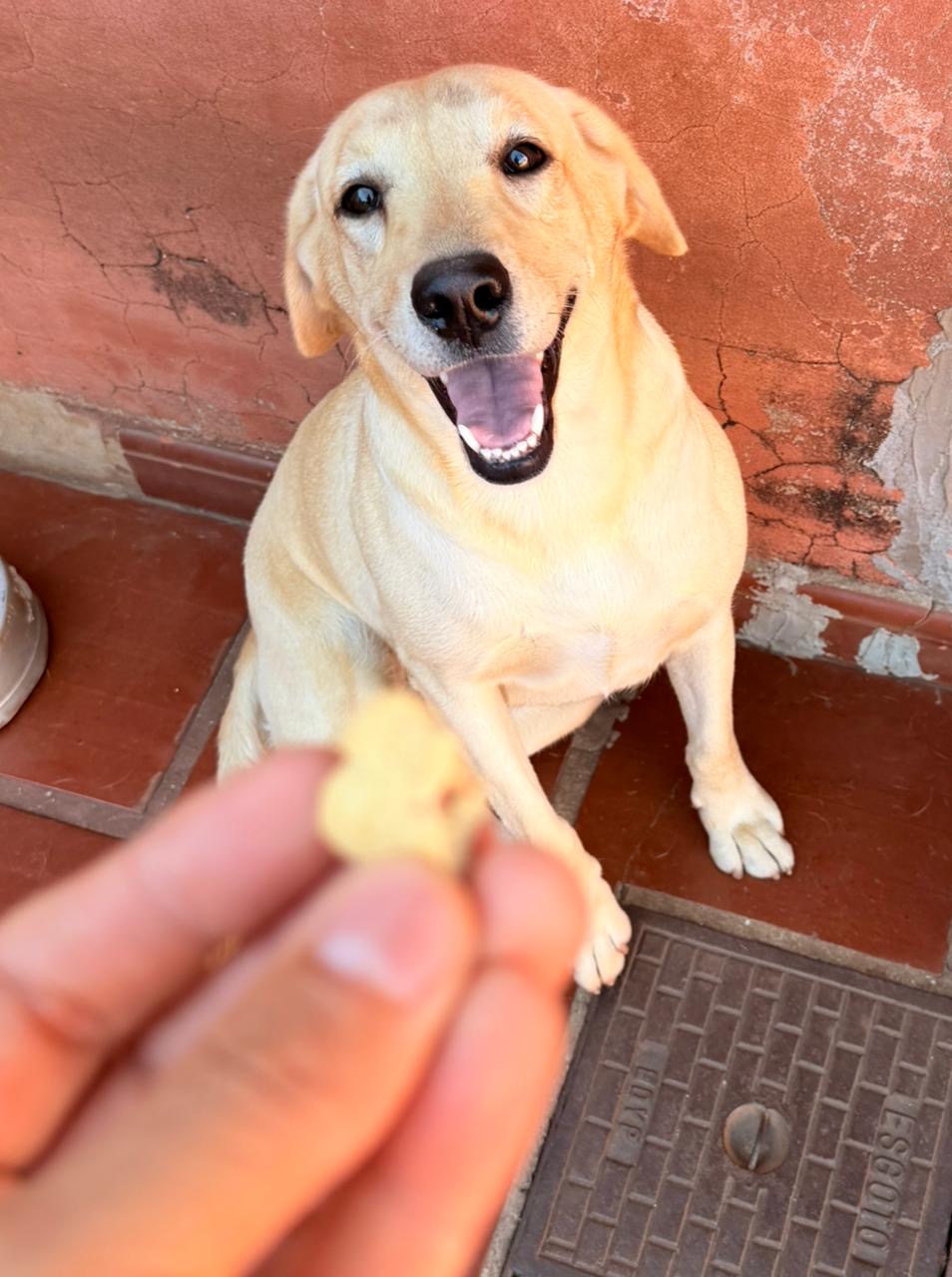 Lindos filhotes de labrador retriever - Foto 4