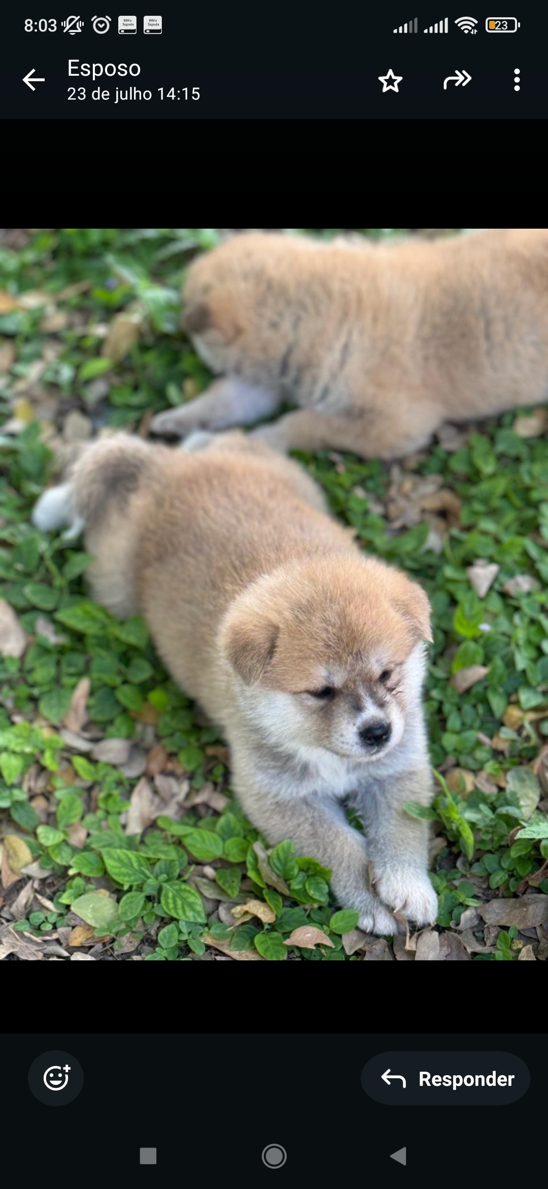 Portal Vendocão Filhote de Akita Inu  Feira de Santana