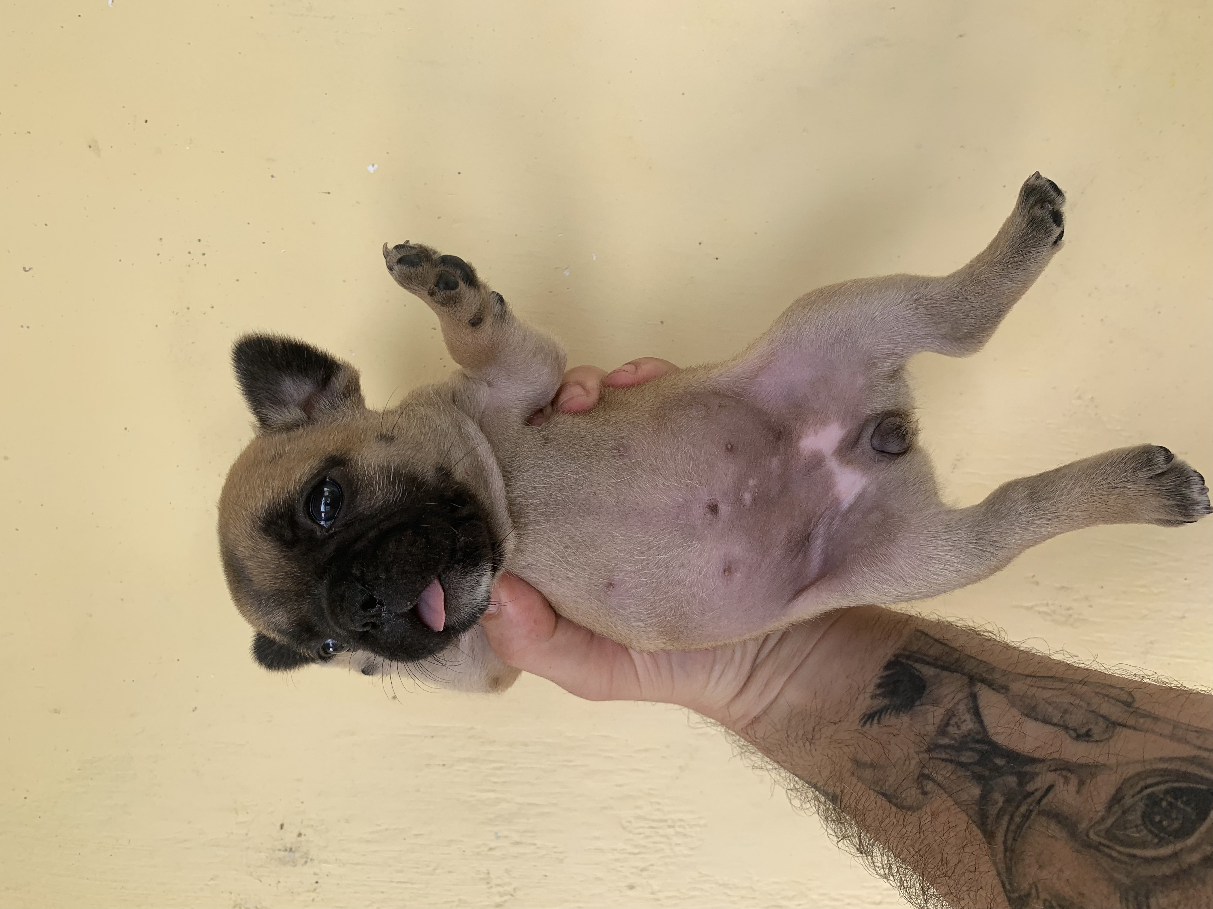 Portal Vendocão Lindos filhotes de Bulldog Frances  Magé 
