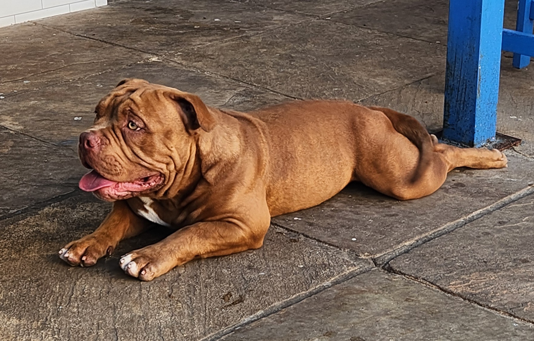 American Bully Pocket - Foto 2