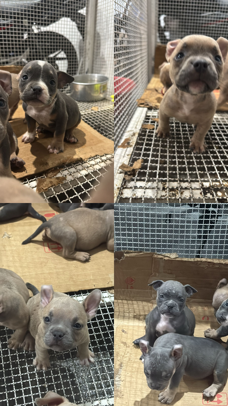 Portal Vendocão Filhotes de american bully Manaus 