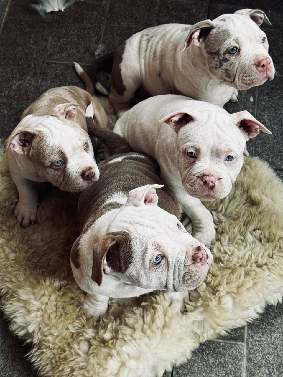 Filhos de American Bully Pocket - Foto 2