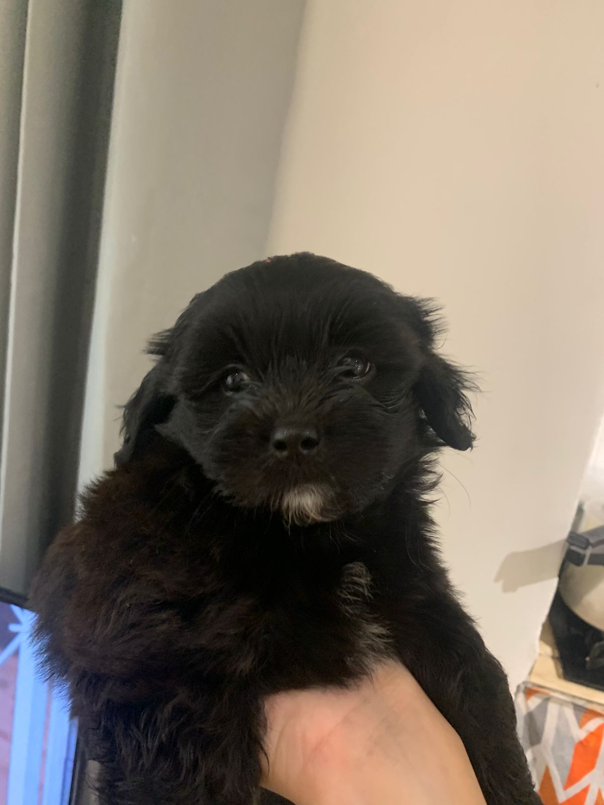Vende se shih tzu - Foto 3