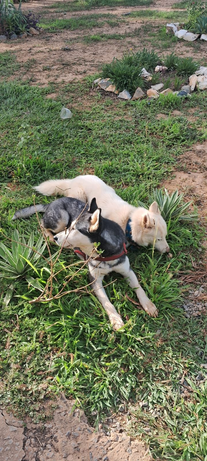 Lindo filhote de Husky Sibiliano puro - Foto 5