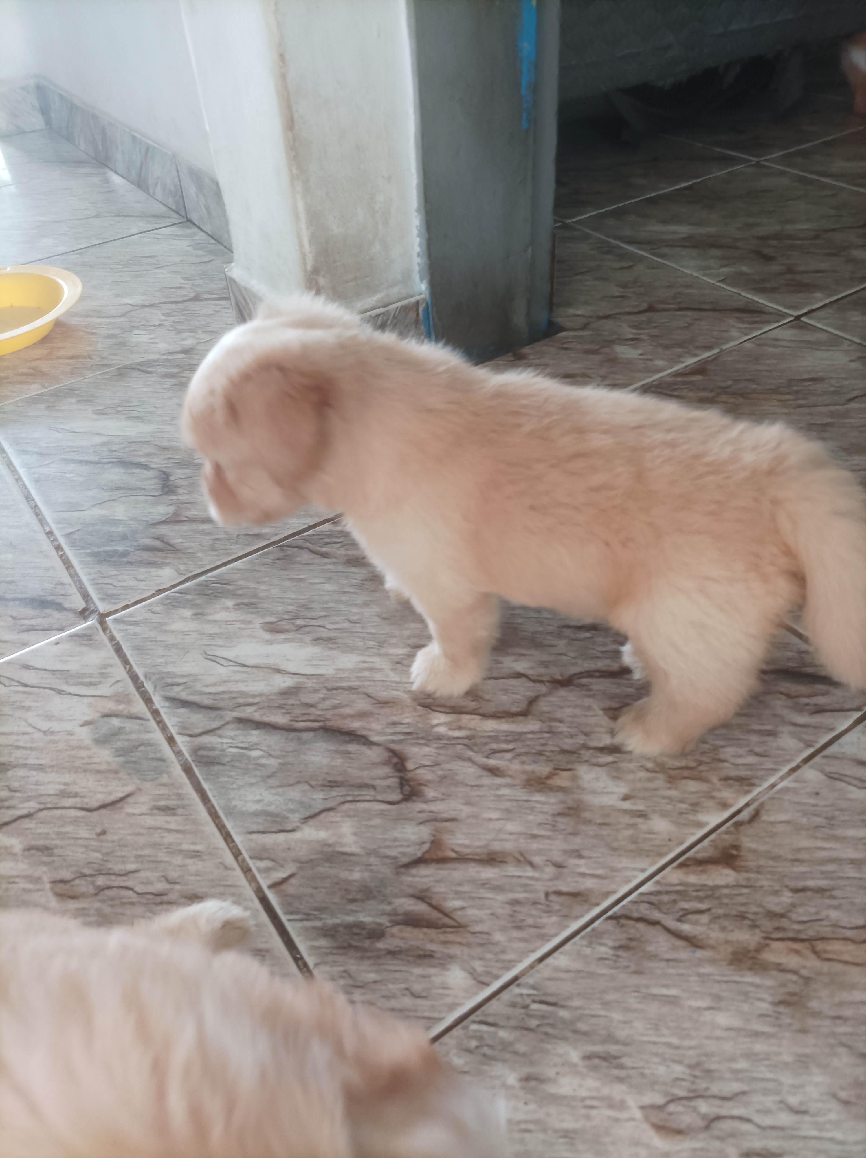 Filhotes de Lhasa Apso  - Foto 3