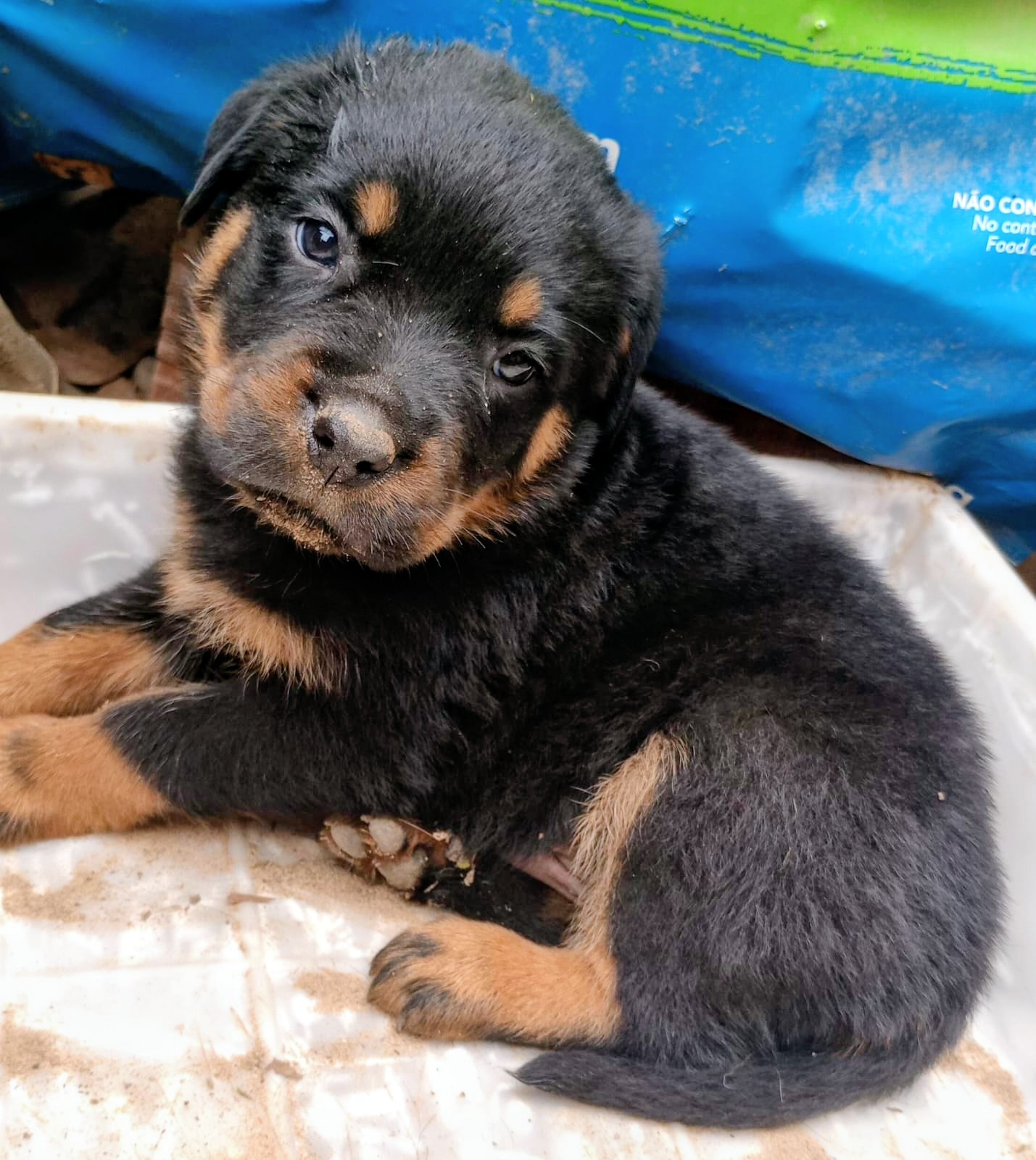 Portal Vendocão Filhotes de rottweiler machos disponível para pronta entrega pais com pedigree  Capela de Santana