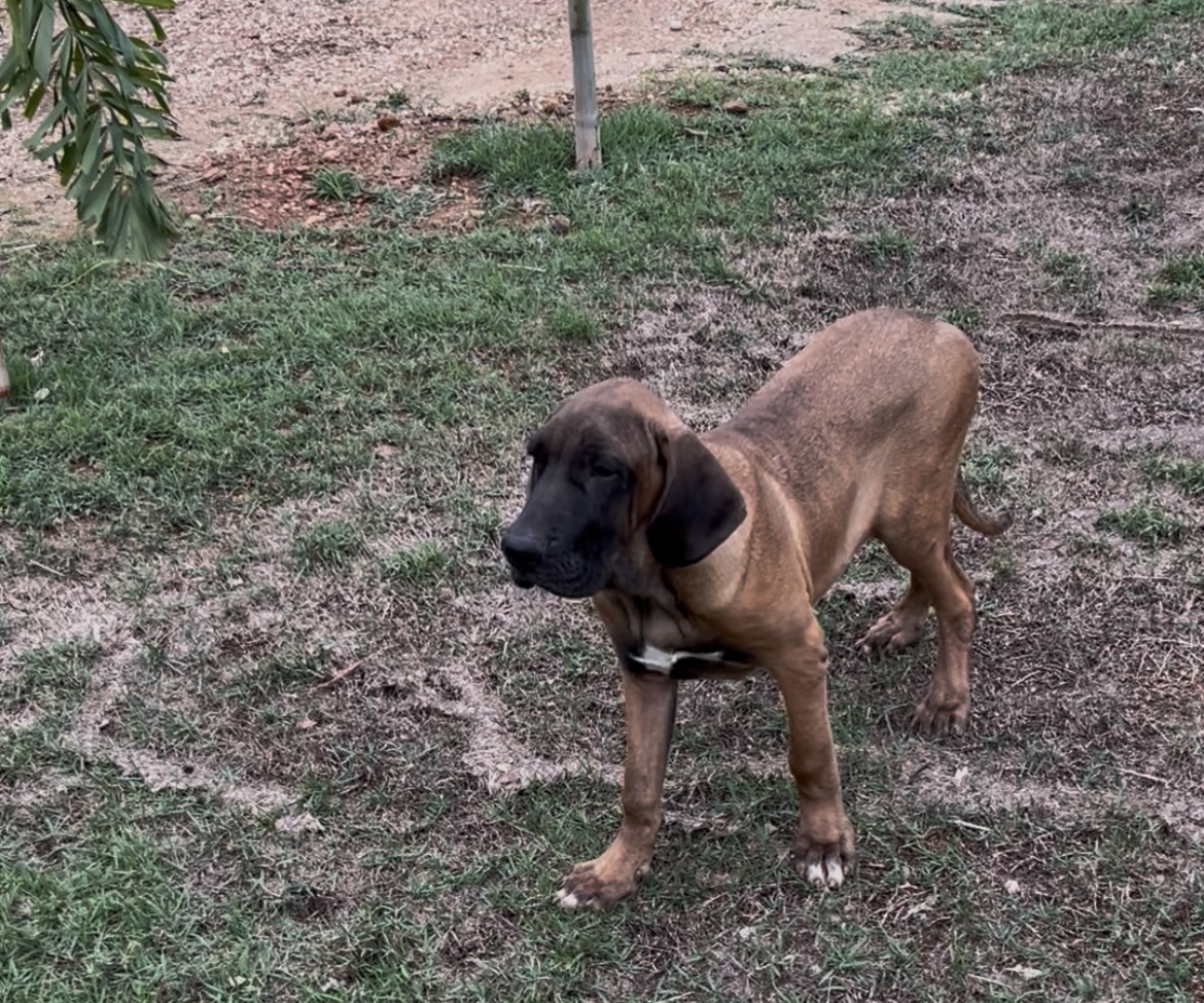 Portal Vendocão Filhotes de Fila Brasileiro Palmas