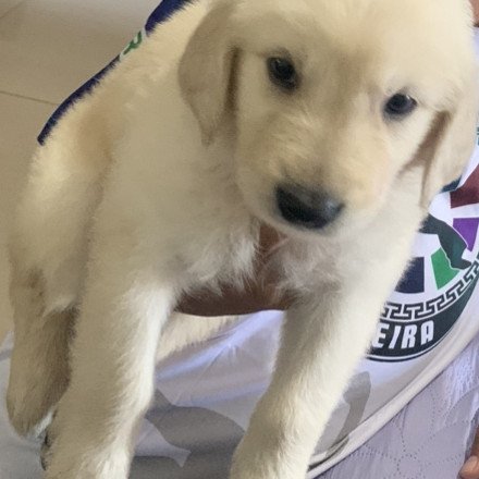 filhotes de Golden Retriver - Foto 3