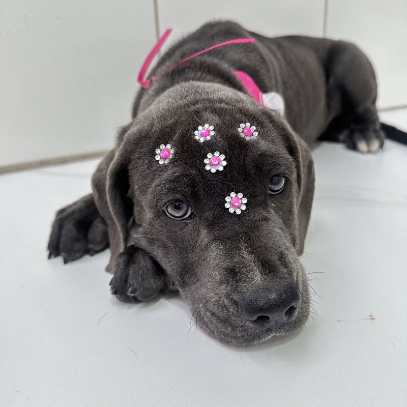 Lindo filhote fêmea de Cane Corso