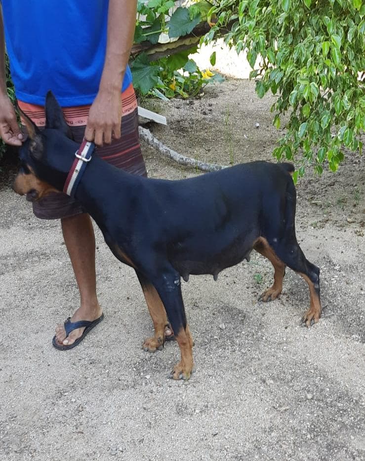 Portal Vendocão Filhotes de Doberman Morro da Fumaça 