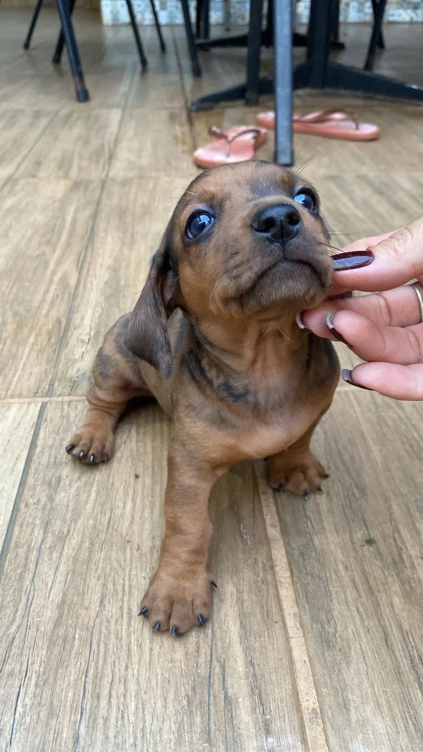 Vendo filhotes de Dashund salsicha  - Foto 1