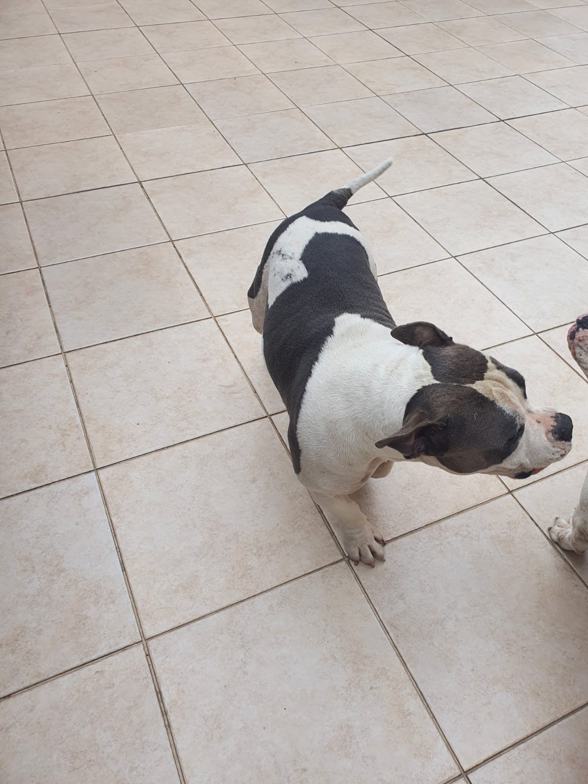 Portal Vendocão Casal American Bully curitiba
