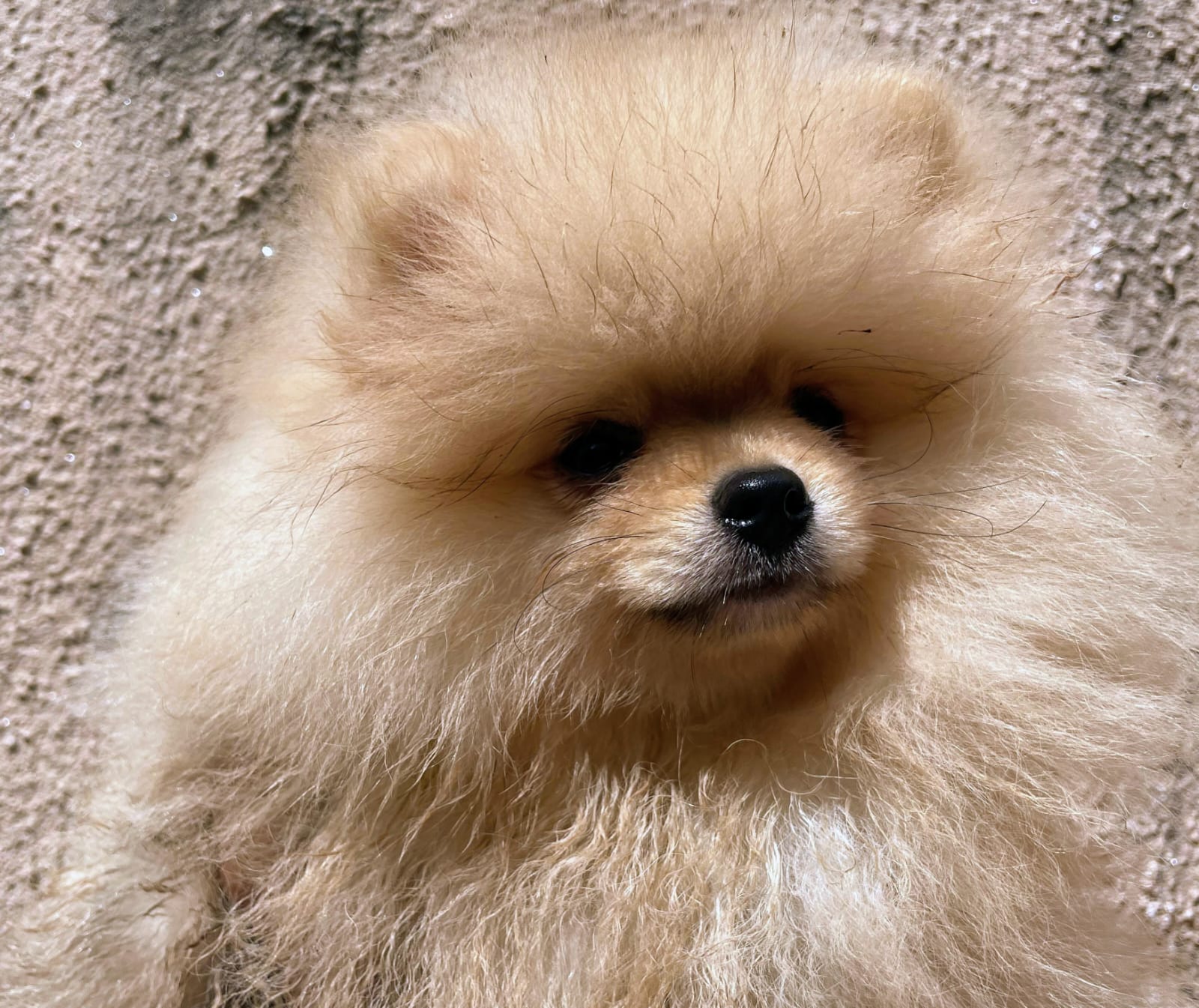 Filhotes lulu pomerania - Foto 2