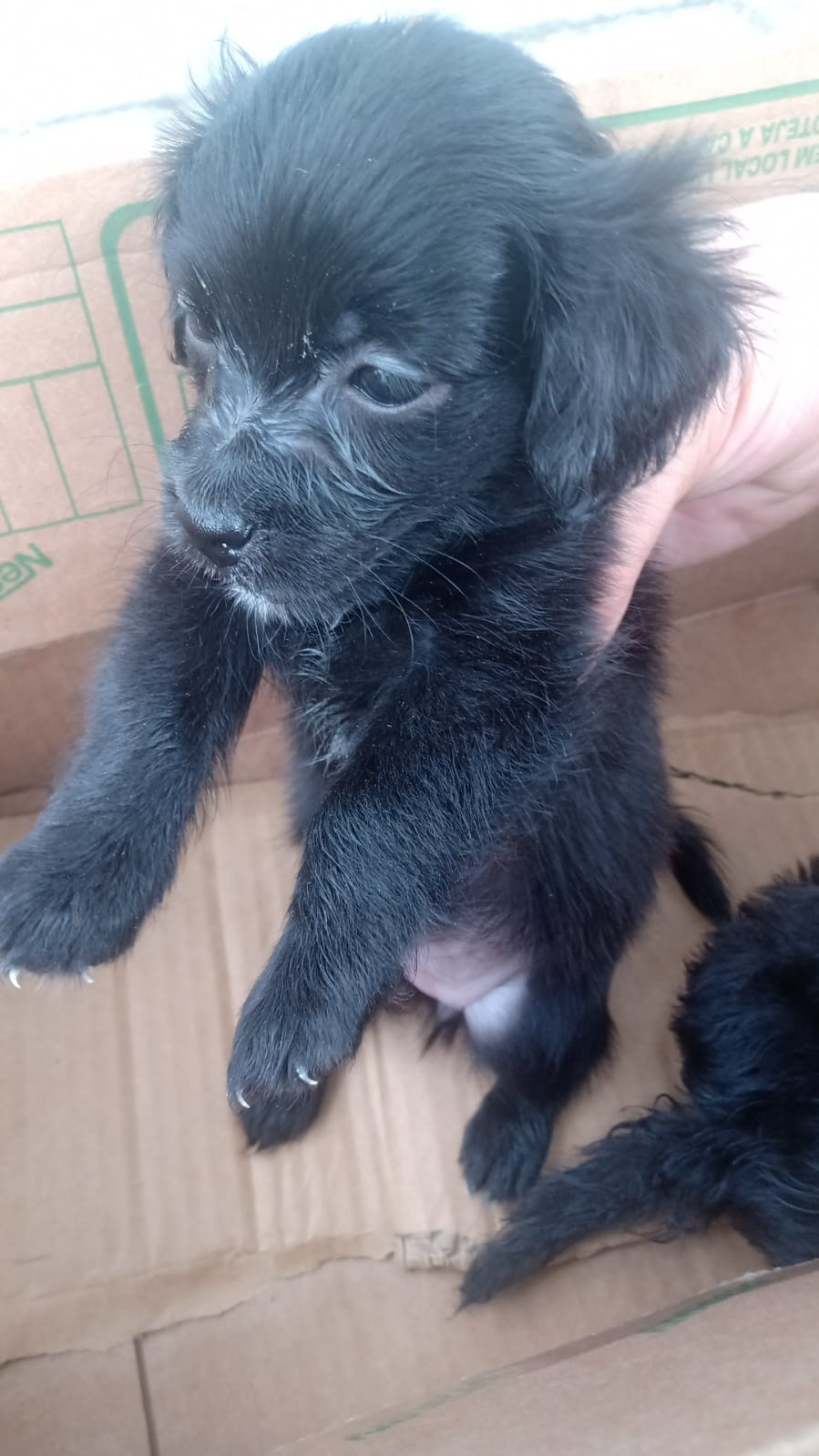 Portal Vendocão Filhote Lhasa Apso 40 dias  Recife 