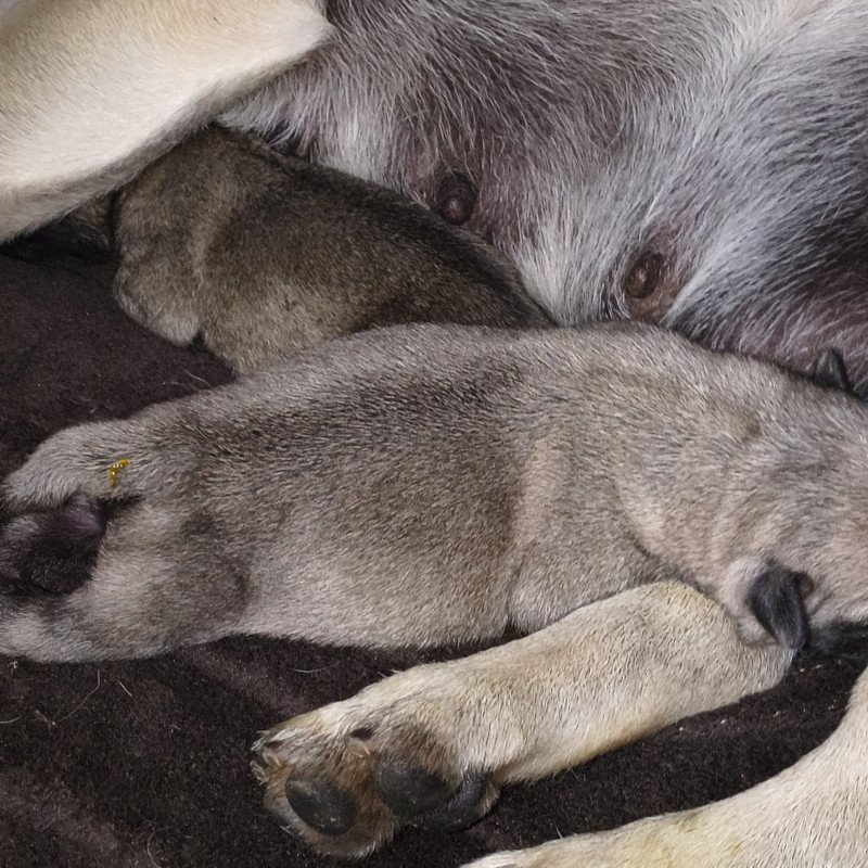 Filhote de pug