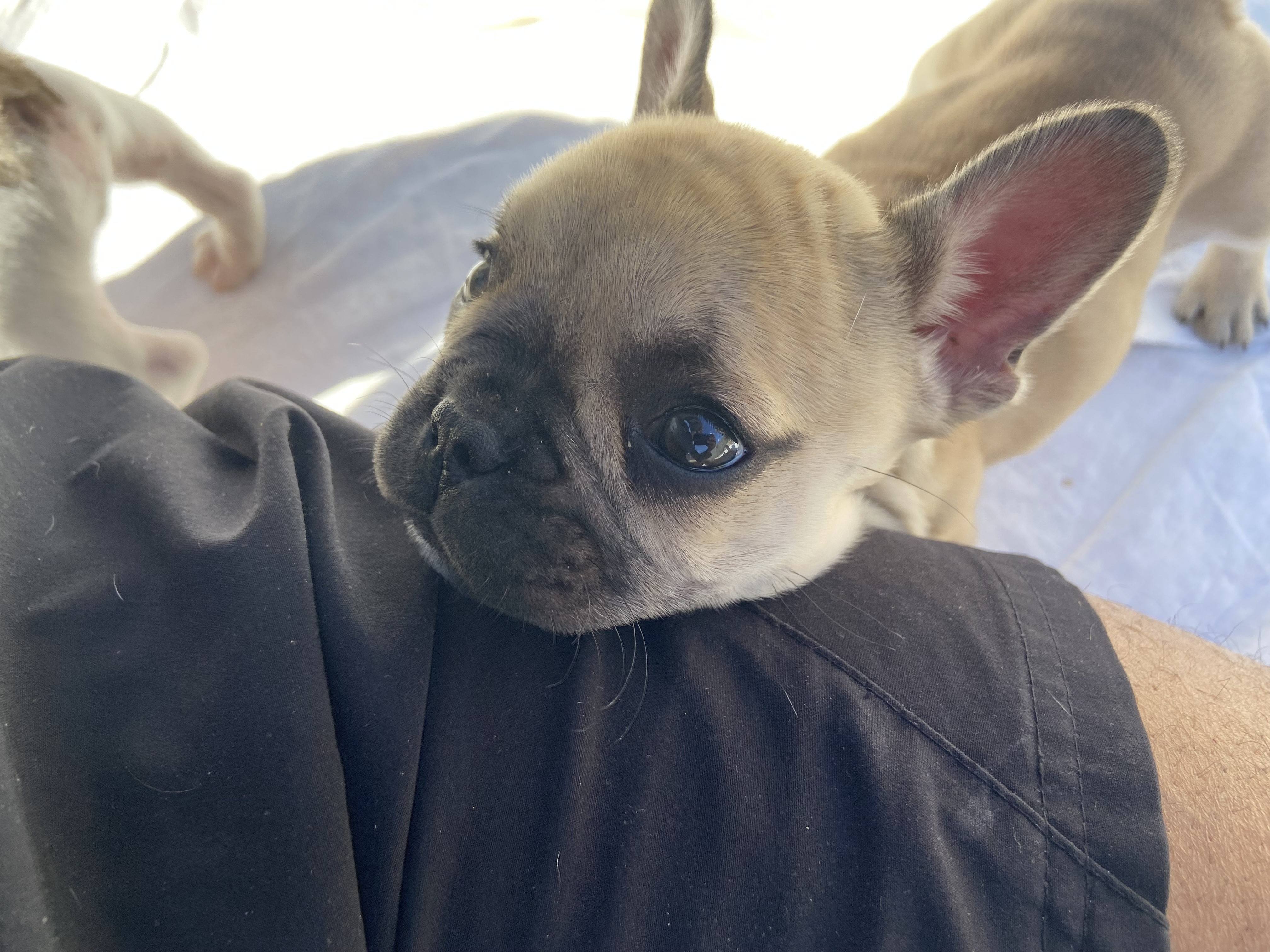 Portal Vendocão Filhote Bulldog Frances Belo Horizonte 