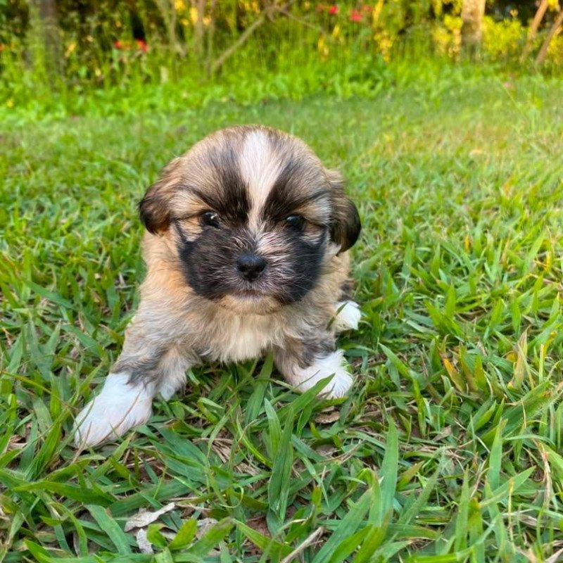 Lhasa Apso Fêmea filhote