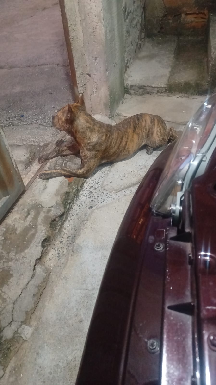 Portal Vendocão Pitbull Moster  Ribeirão das Neves