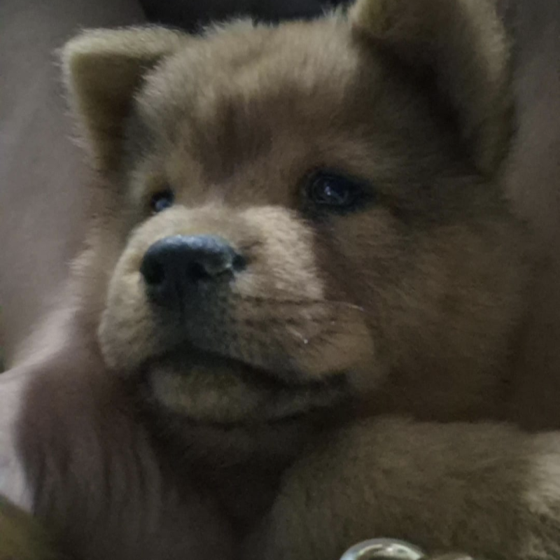 Lindo filhote de chow chow