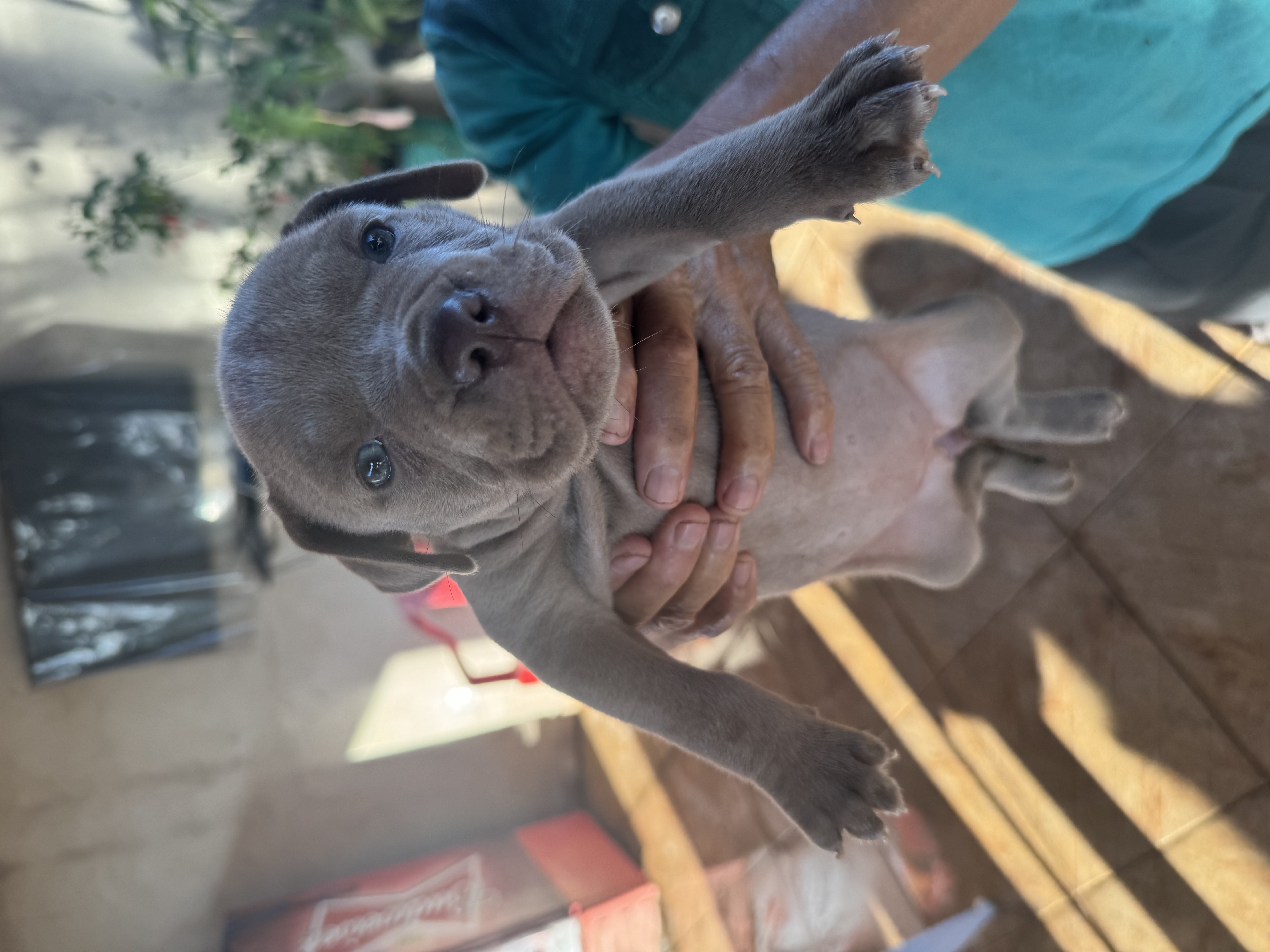 Venda de Filhotes American Bully - Foto 1