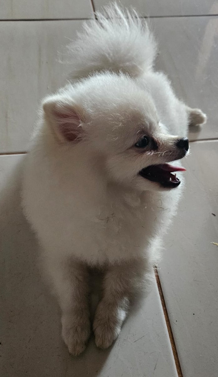 Portal Vendocão LULU DA POMERANIA Águas Lindas de Goiás