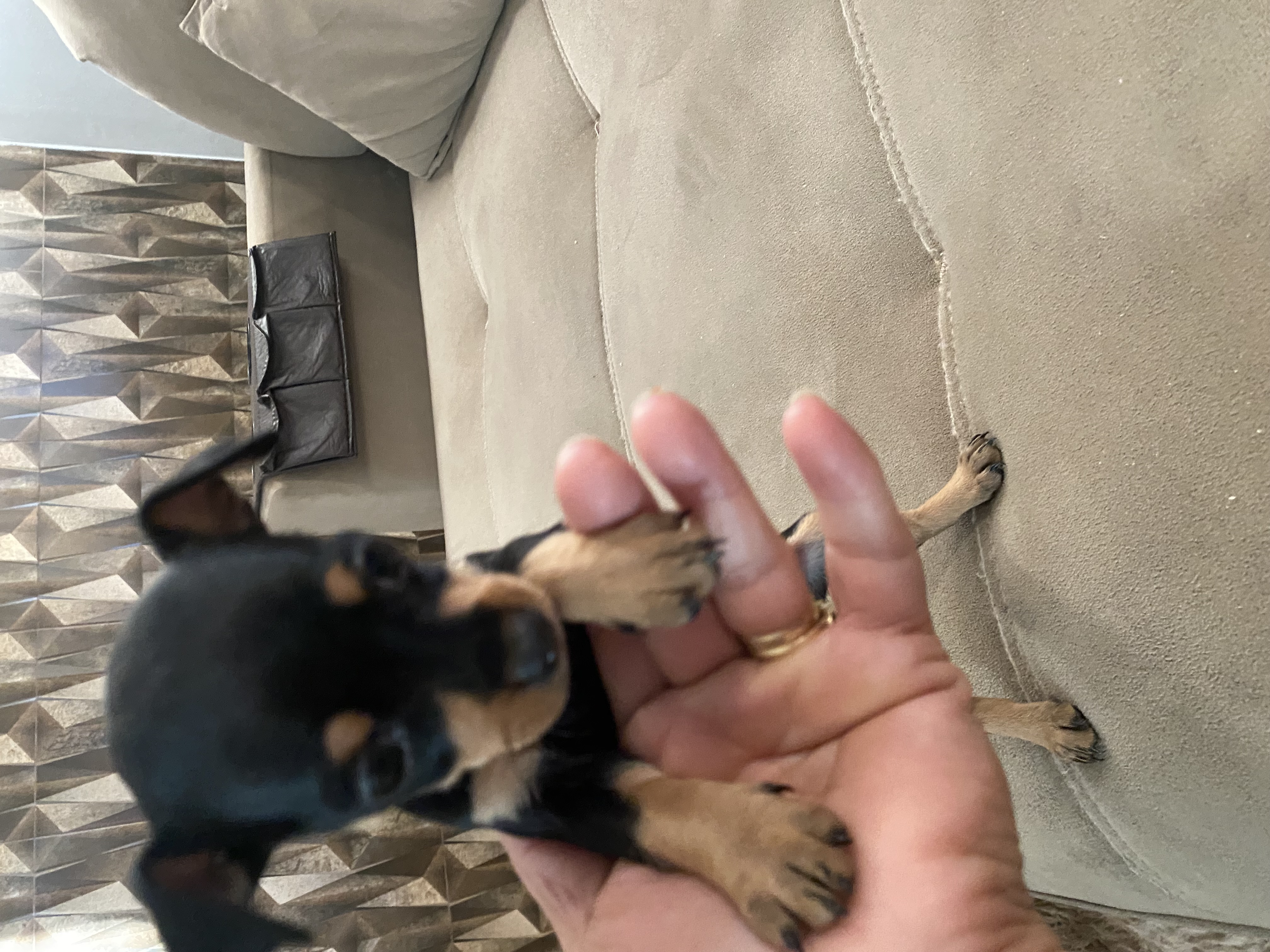 Pinscher 