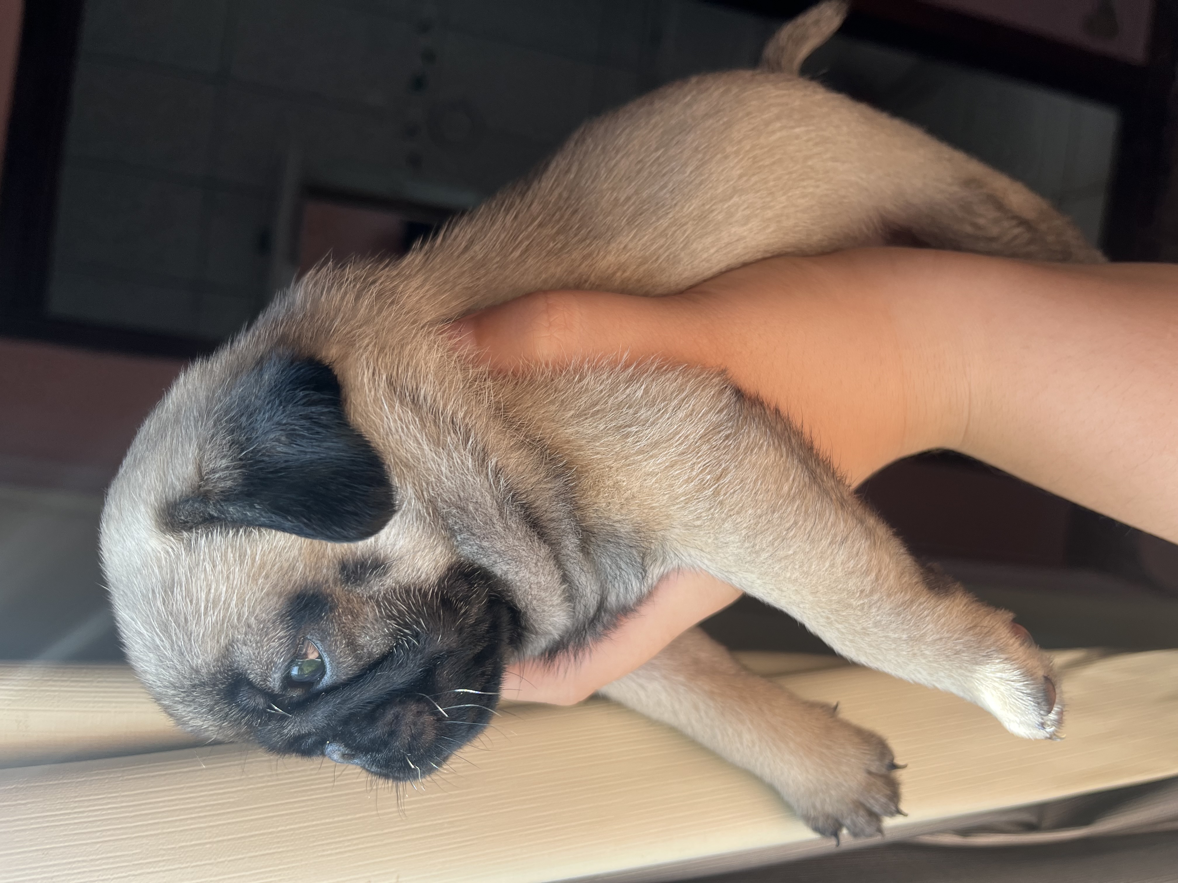 Portal Vendocão Vendo pug legítimo vermífugado e vitaminado  Queimados