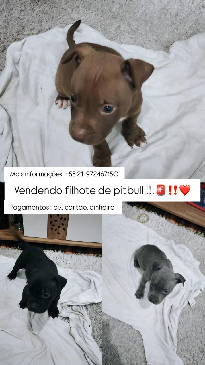 Filhote de pitbull - Foto 1