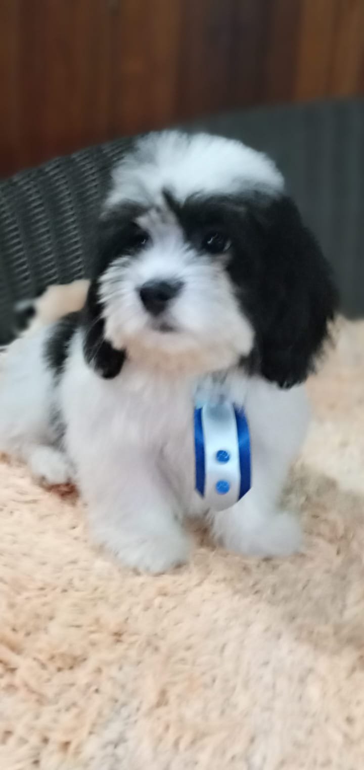 lhasa apso garanta hoje seu bebe #canilursinhospuppies  - Foto 4