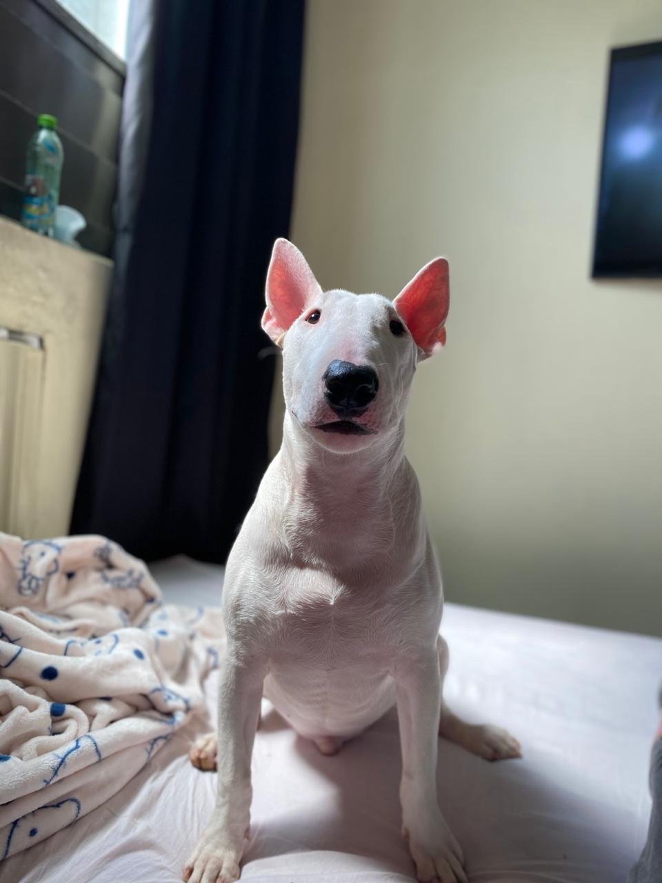 Bull terrier 