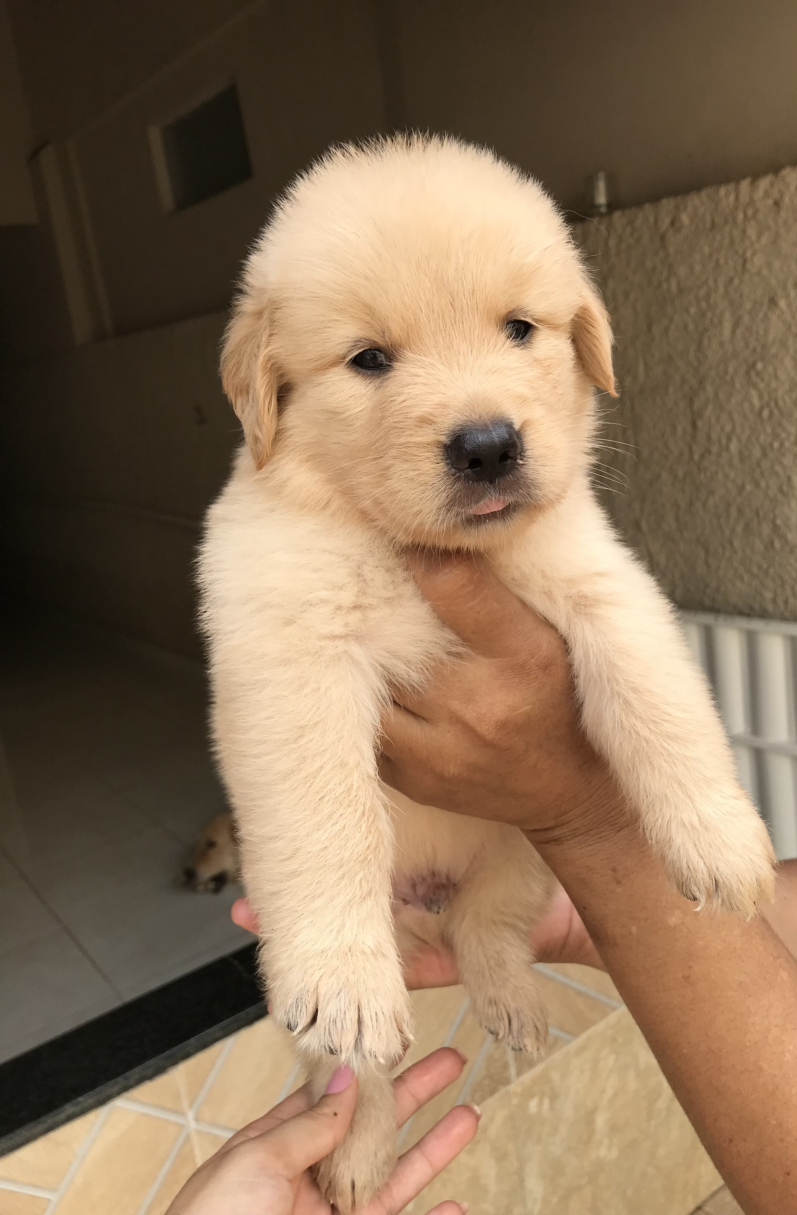 Portal Vendocão Vende-se filhotes de Golden Retriever  Pinheiros