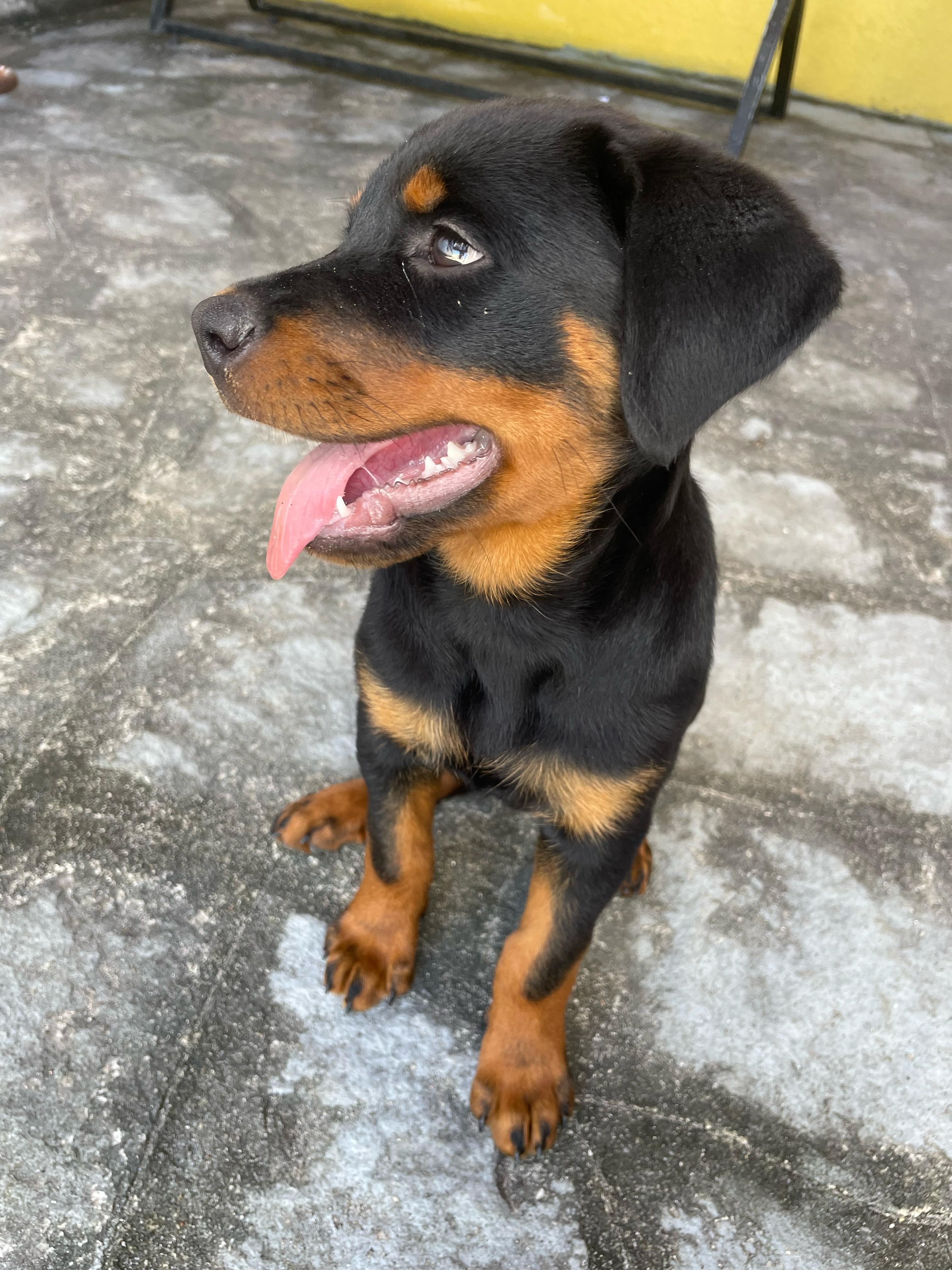 Portal Vendocão Rottweiler Fêmea - 2 Meses João Pessoa