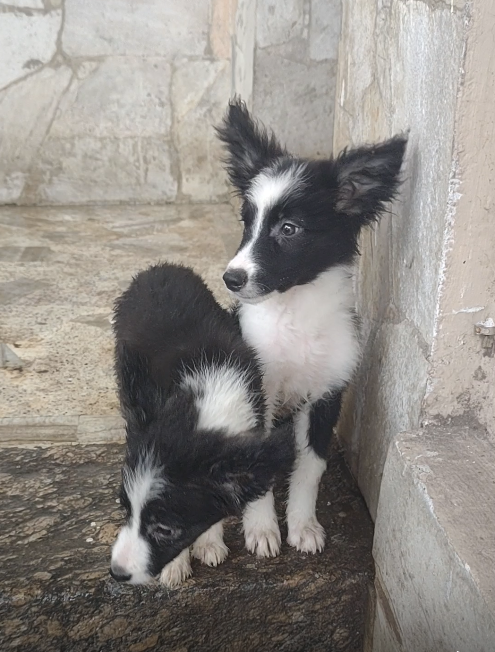 Portal Vendocão Border Collie filhote  Niteroi