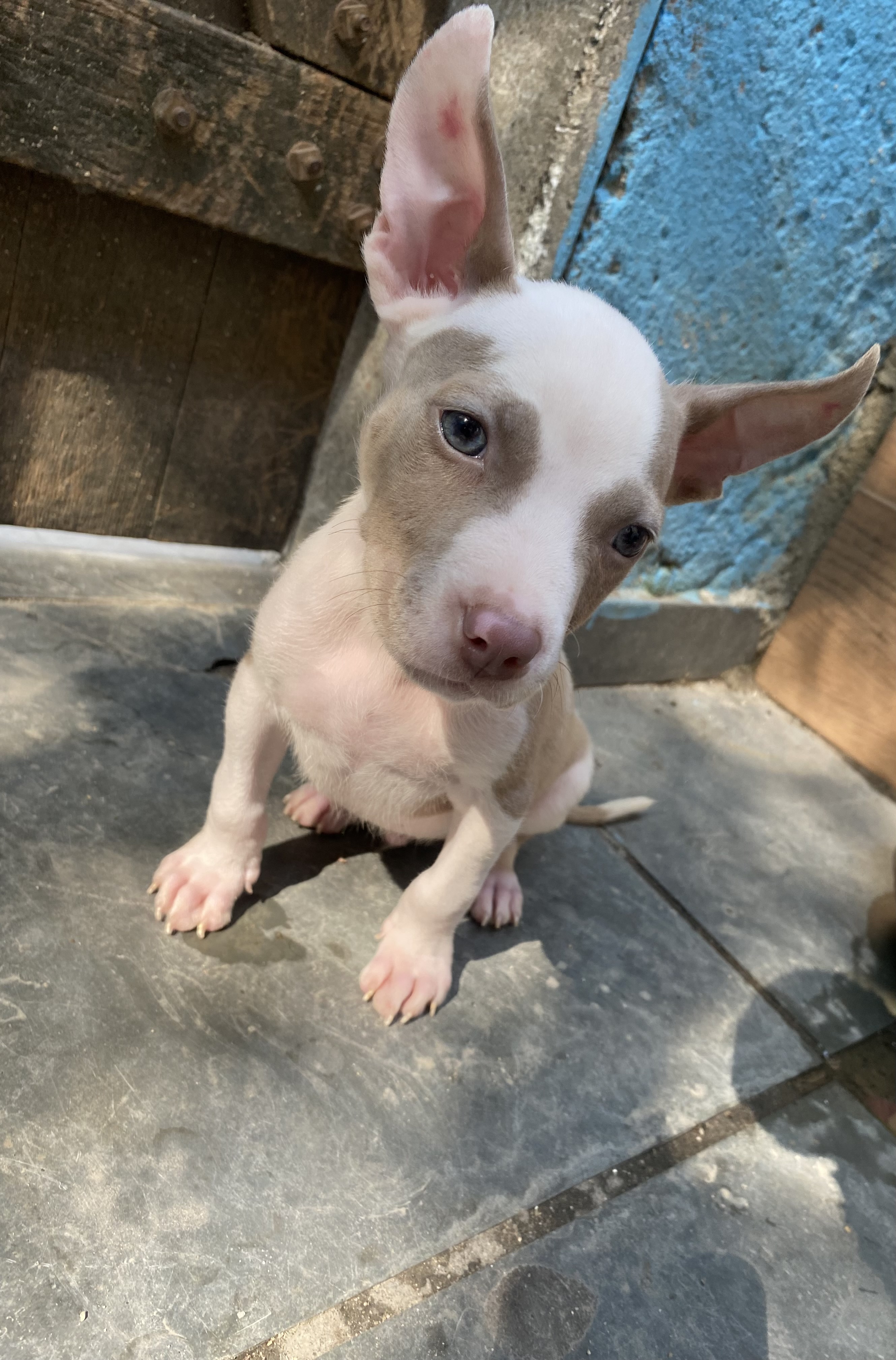 Portal Vendocão Vende-se filhote de Pitbull red nose Zona oeste