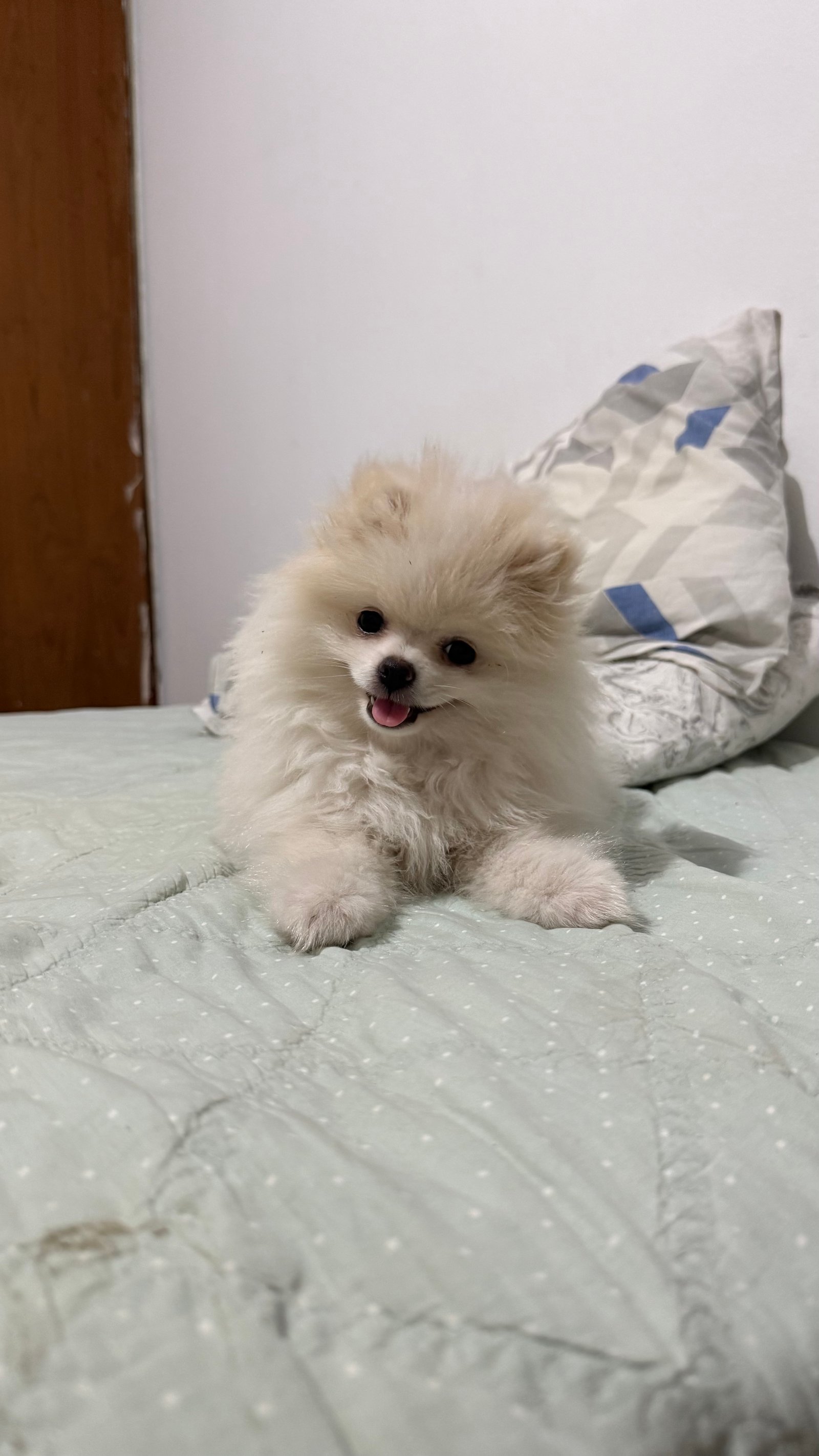 Lulu da pomerânia baby face fêmea - Foto 1