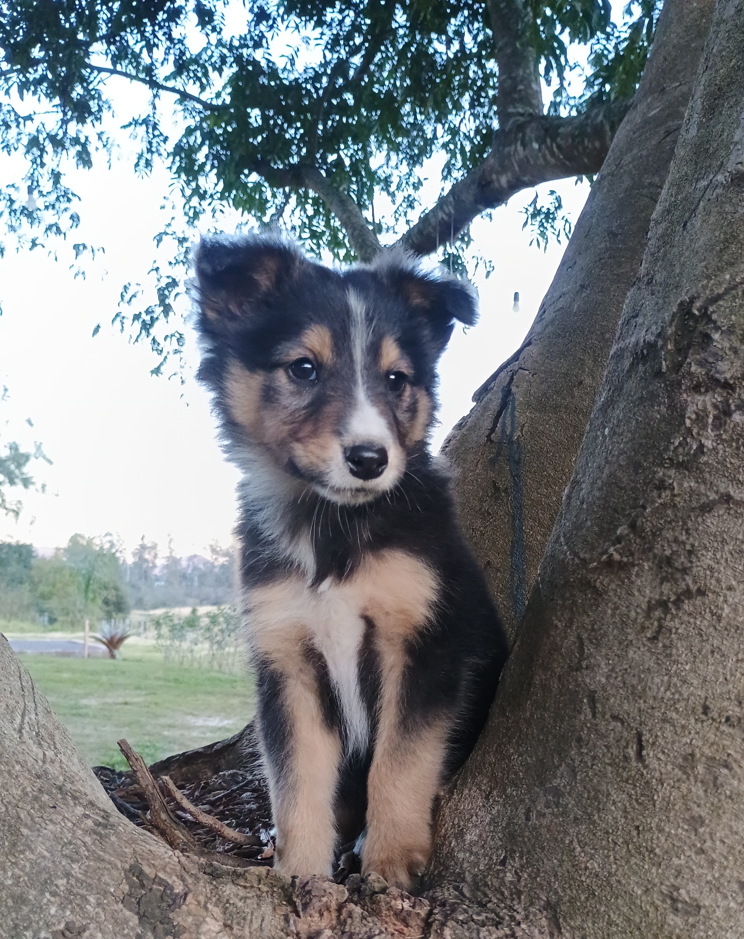 Portal Vendocão Últimos Filhotes de Border Collie GRAVATAI