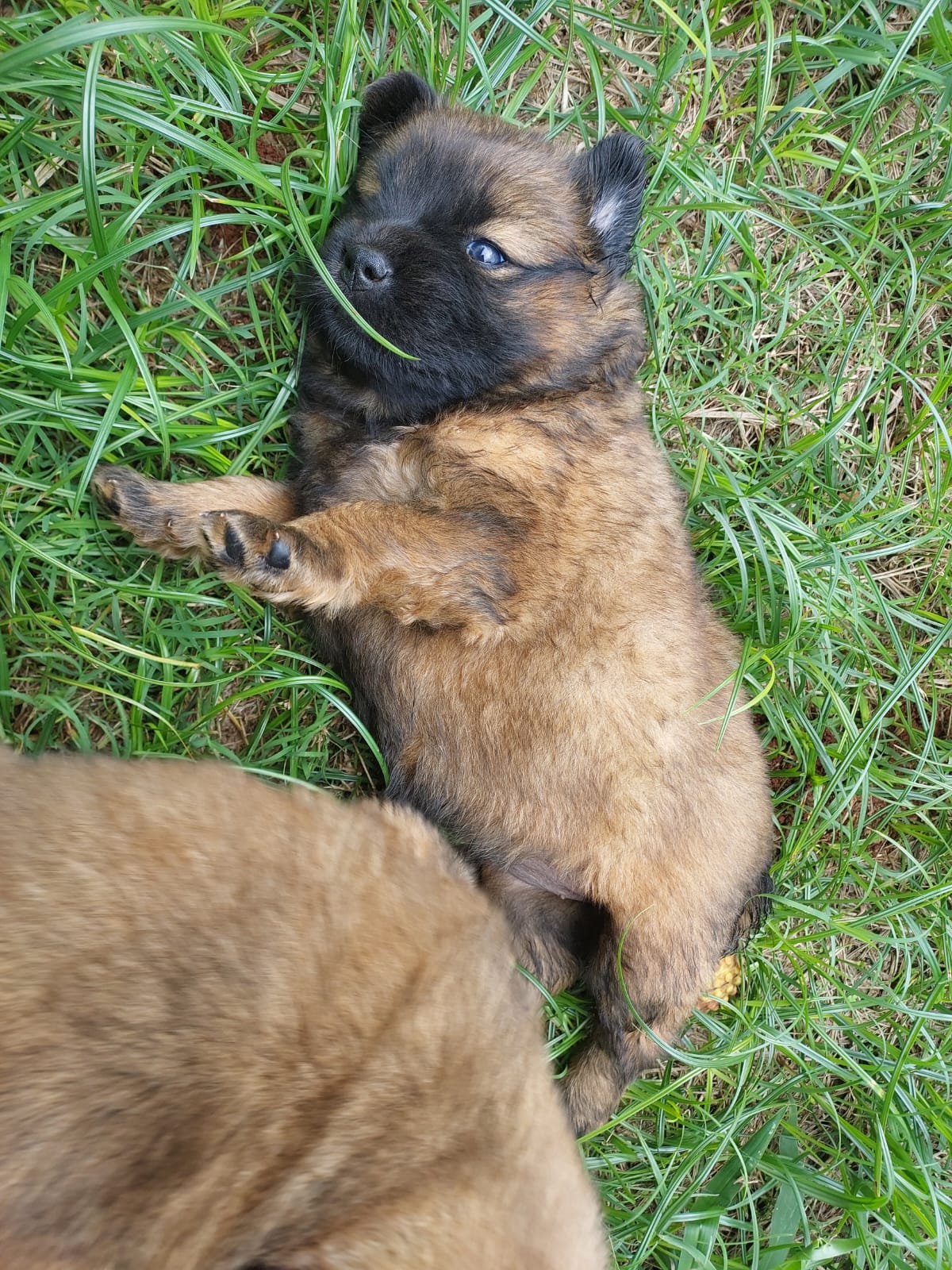 Chow Chow