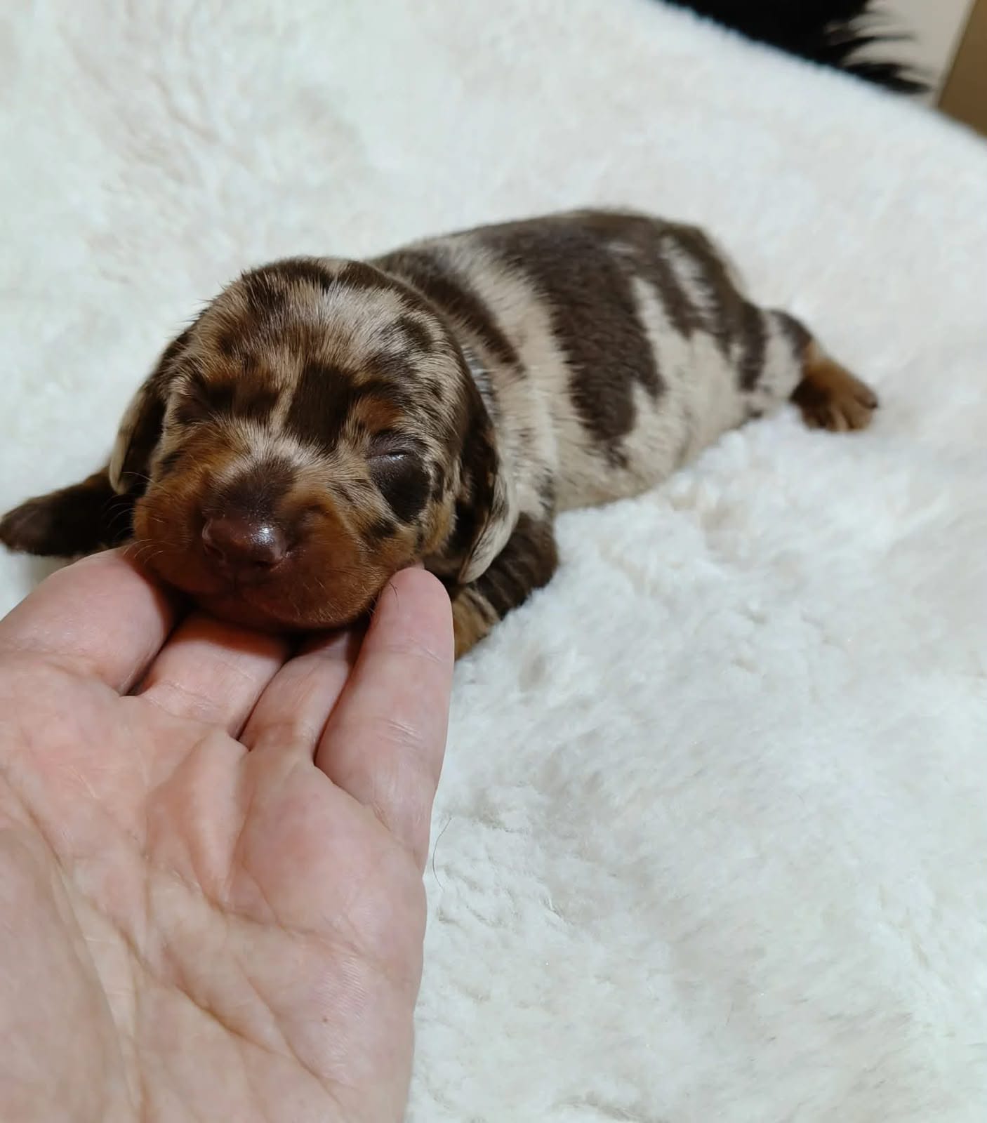 Filhotes dachshund disponível para reserva 