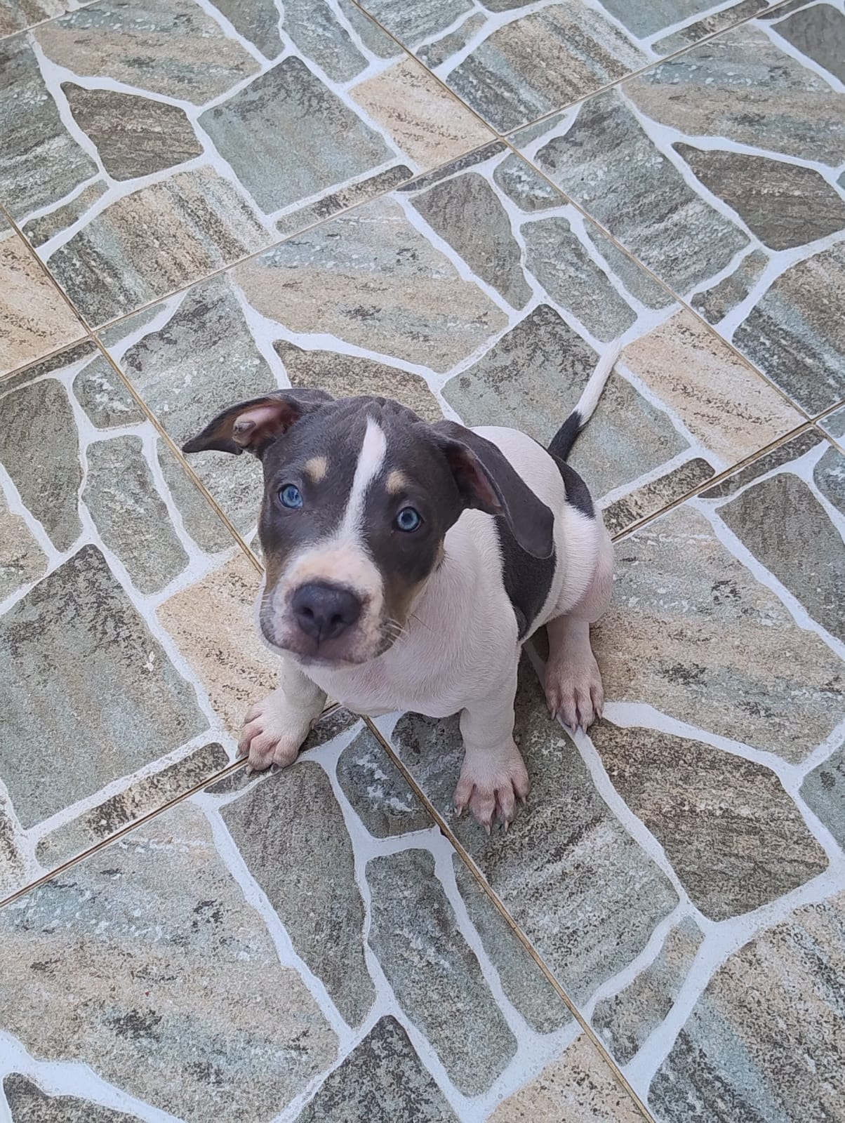 Vendo filhotes de Pitbull  - Foto 1