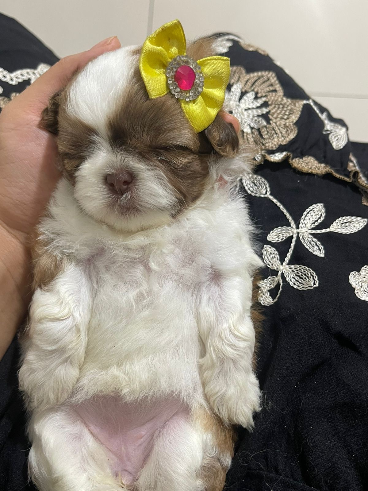 Shih Tzu Fêmea Filhote - Foto 2