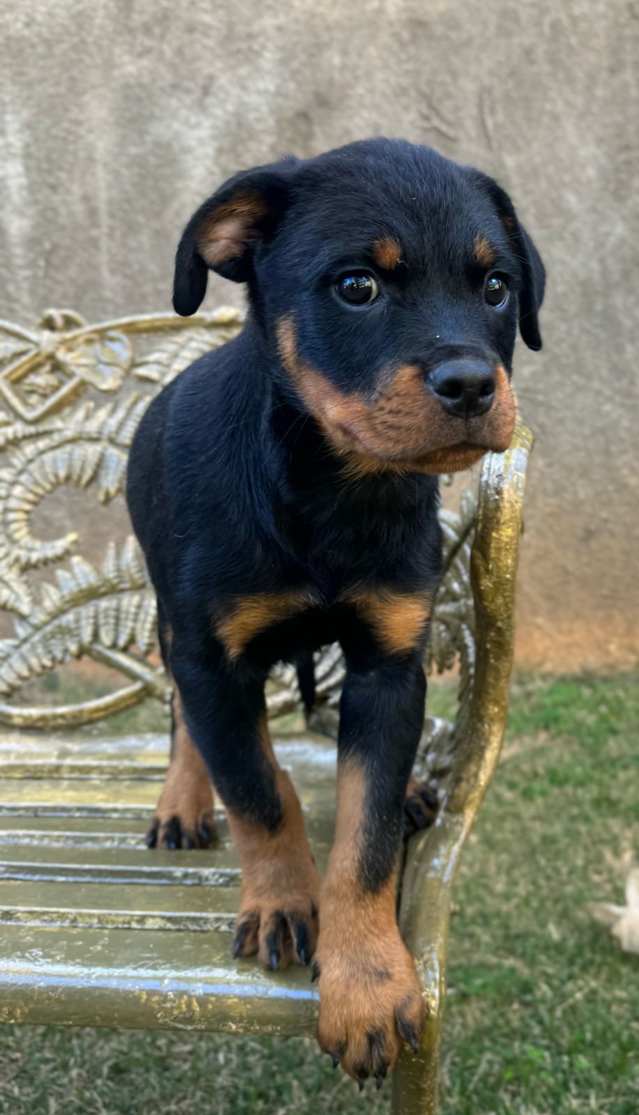 Portal Vendocão Casal Rottweiler disponível para venda e Pastor Suíço Branco macho disponível também  Araguari 