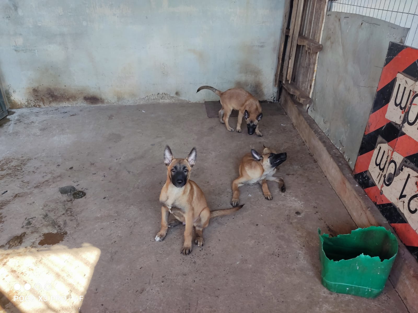 filhotes de Pastor Belga Malinois Cuiaba