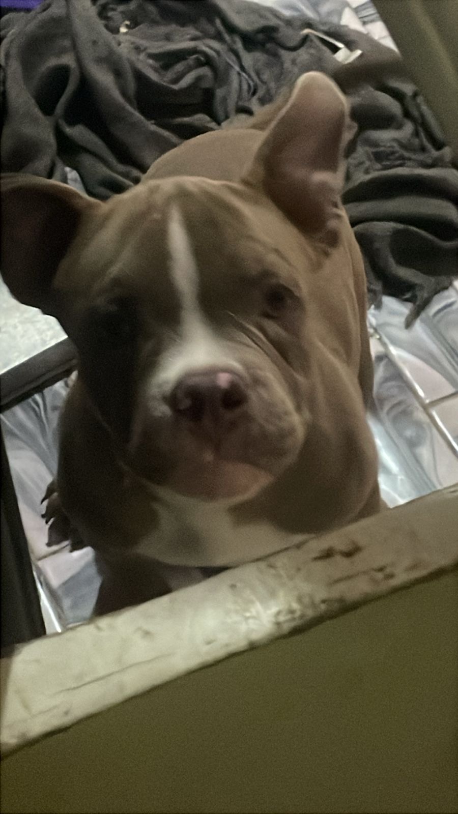 American Bully - Foto 1