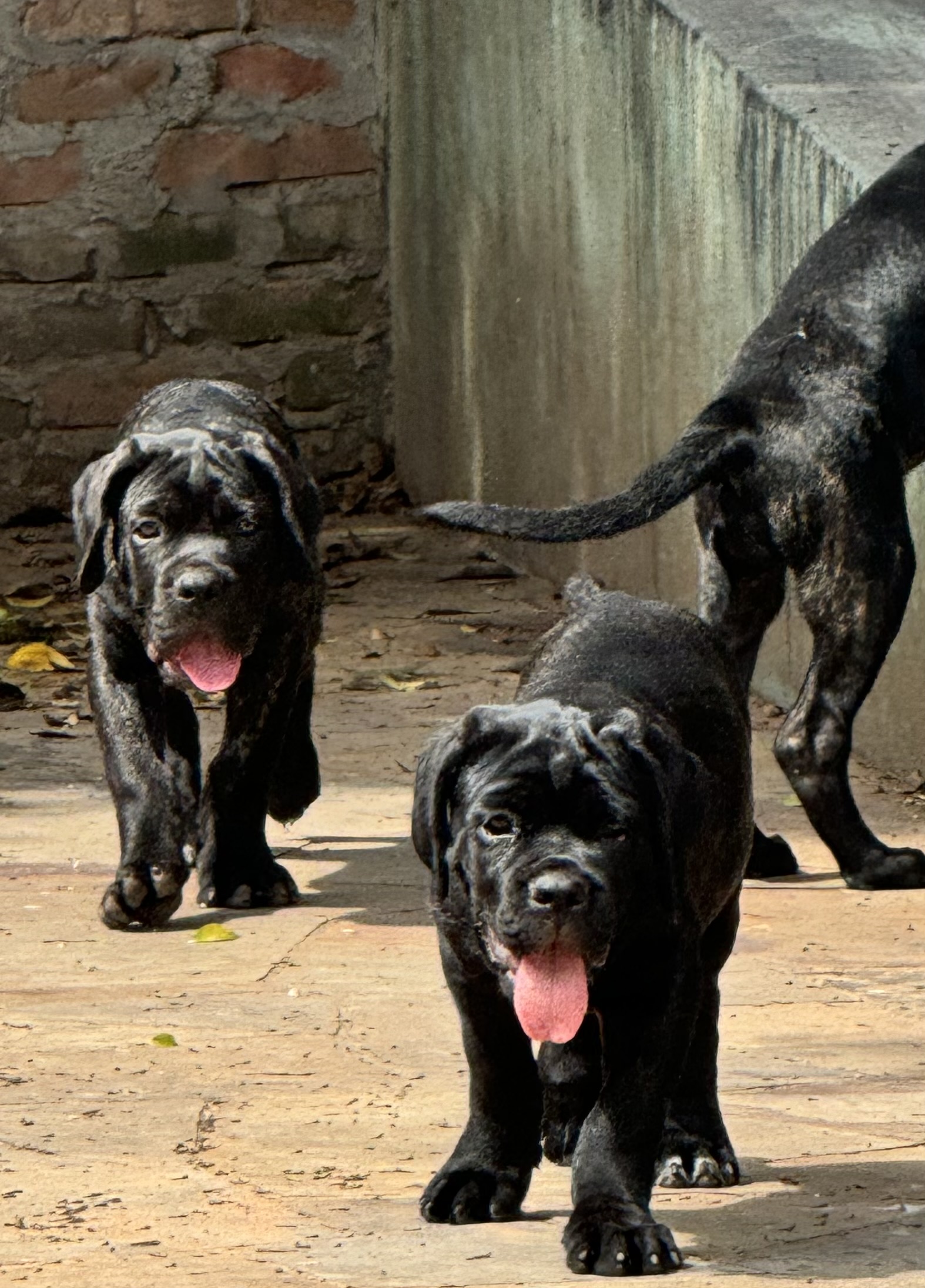Portal Vendocão Filhotes Cane Corso Italiano Esteio