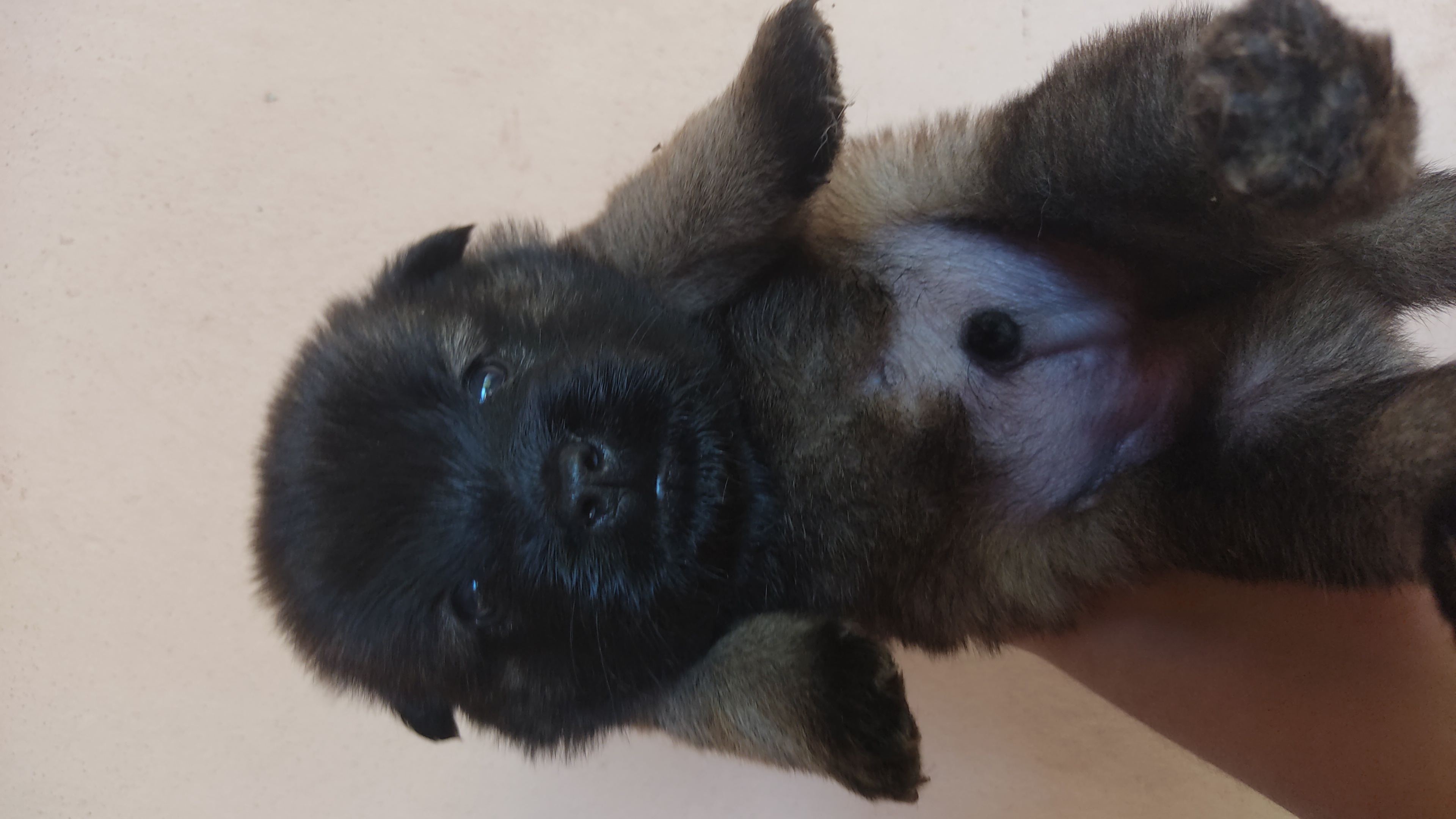 Portal Vendocão Vendo filhote de cão de guarda  Campo Grande