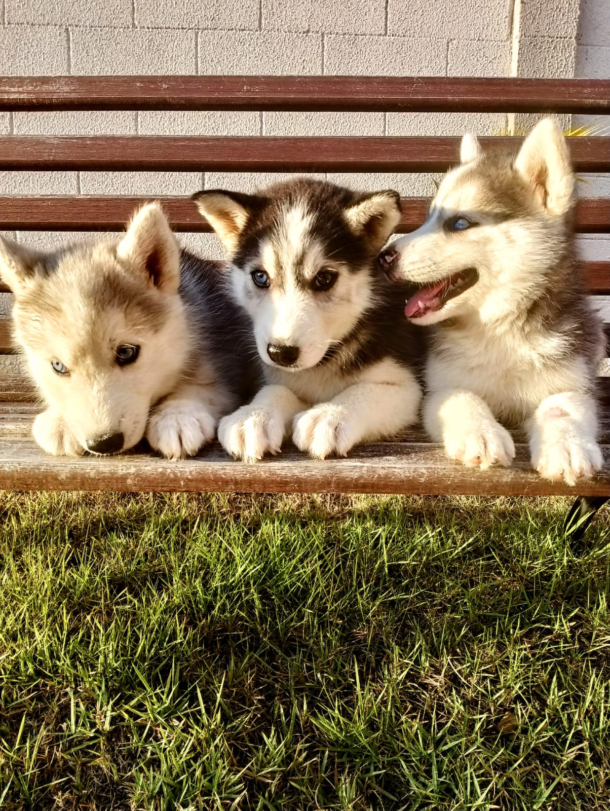 Portal Vendocão Filhotes de husky siberiano  Feira de Santana