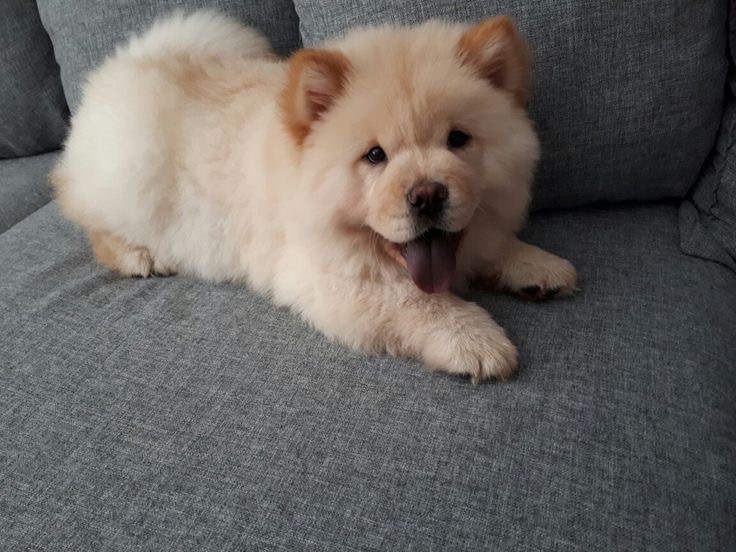 Portal Vendocão Chow Chow alto padrão  Pouso Alegre 